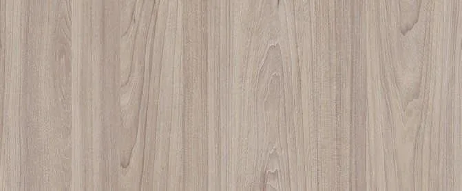 Swiss Elm Champagne
